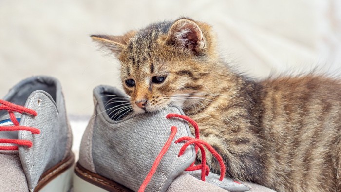 靴を噛む子猫