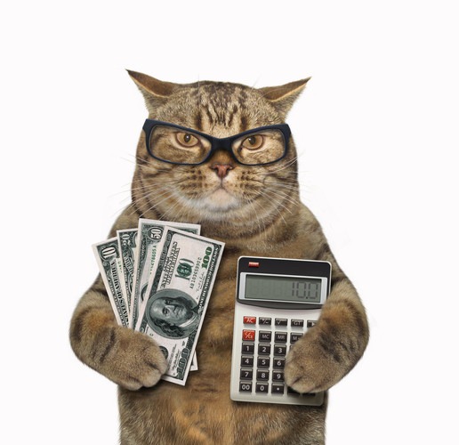 電卓と紙幣を持つ猫