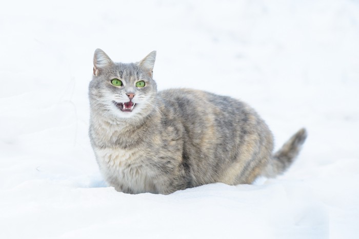 雪の中で鳴く猫