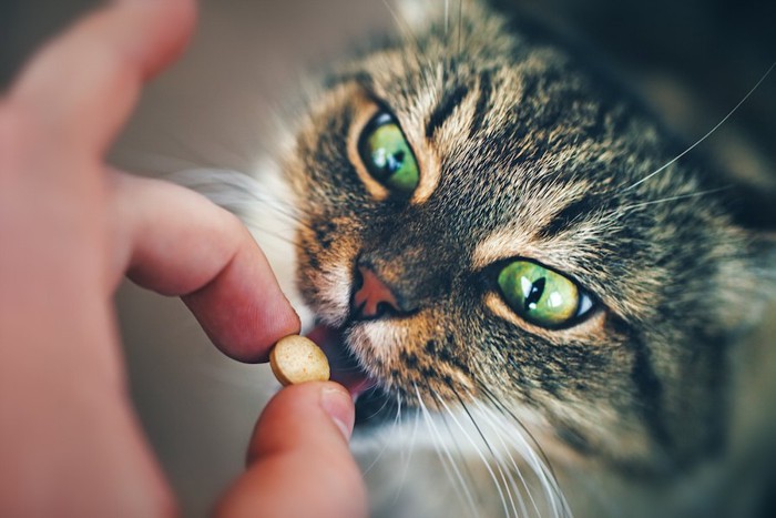 錠剤の薬を飲む猫