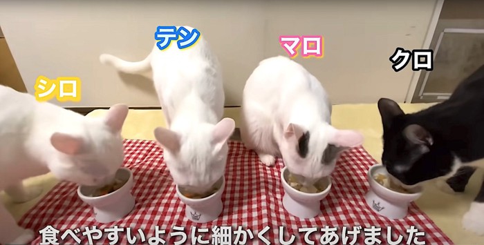 ケーキを食べる四匹の猫