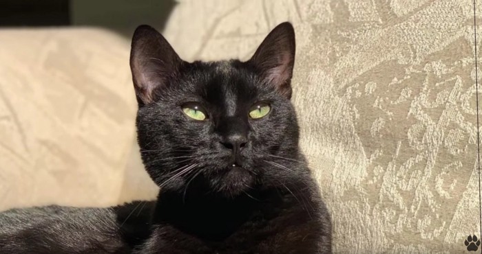 日向でリラックスしている黒猫