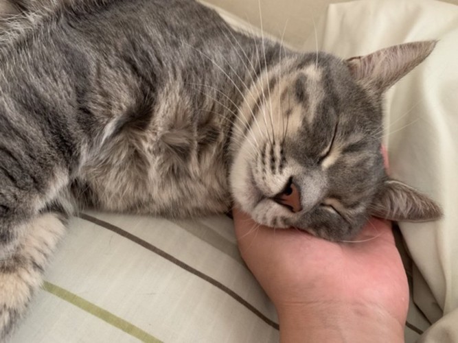 飼い主さんの手を枕にして寝る猫