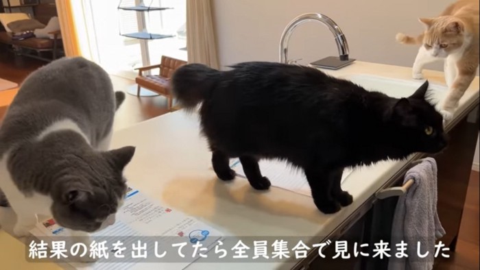 キッチンに登る3匹の猫