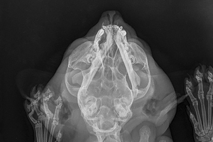 猫の頭部のレントゲン写真