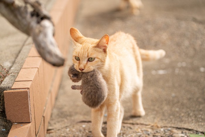 子猫をくわえて運ぶ母猫