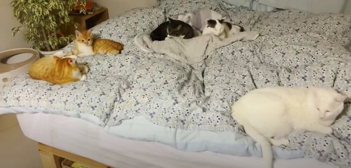 5匹になった猫たち