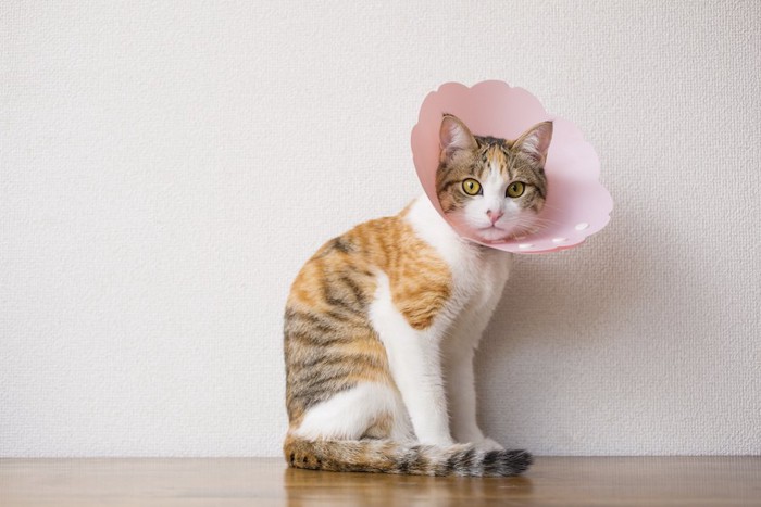 ピンクのエリザベスカラーをつけて座っている猫