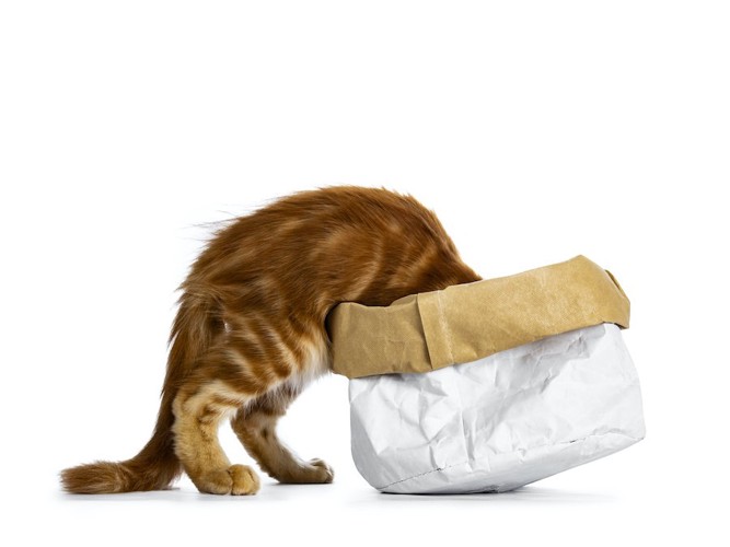 紙袋で作った箱に顔を突っ込む猫