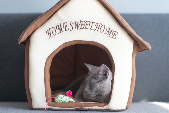 Home Sweet Home のハウスで寝る灰色猫