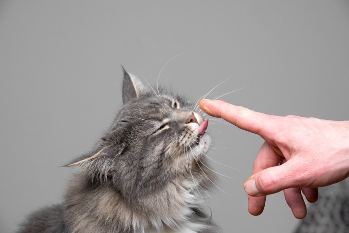 指を舐める猫