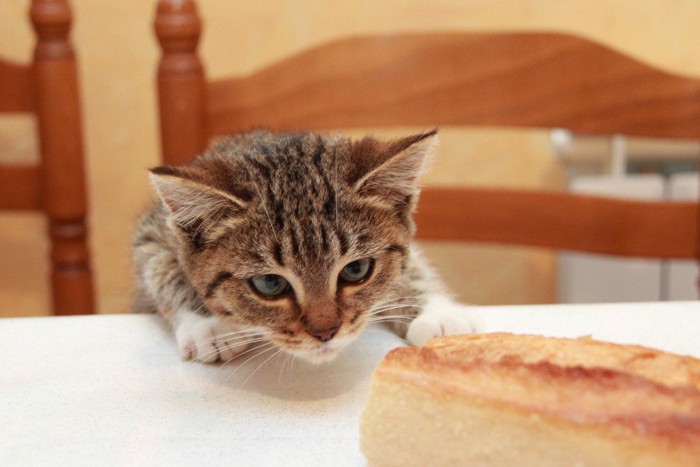 パンが気になる猫