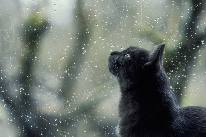 黒猫と水滴