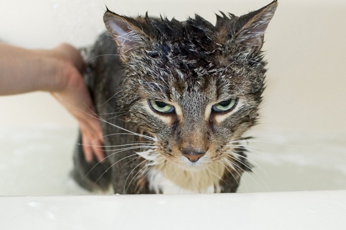 体濡れて怒った顔の猫
