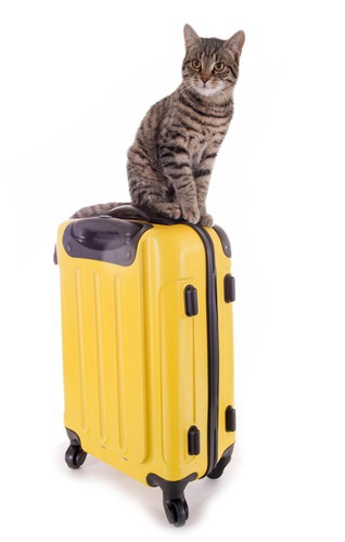 スーツケースに乗っている猫