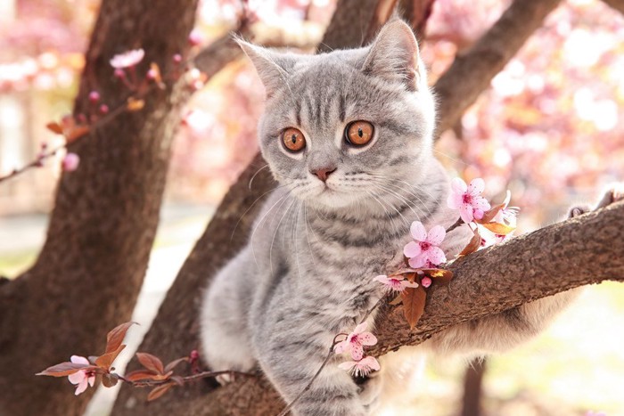 桜の木の上にいる猫