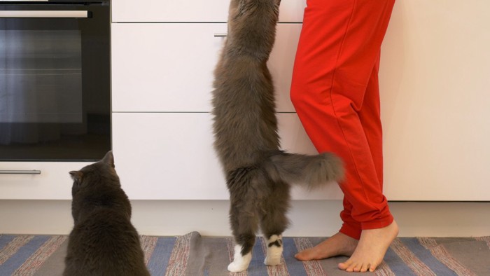 キッチンに伸び上がる猫と赤いパンツの女性