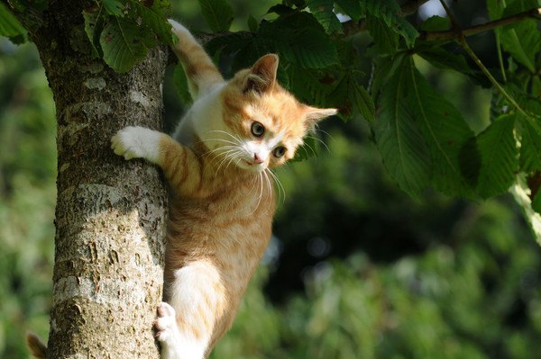 登る猫