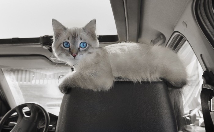 車内にいる猫