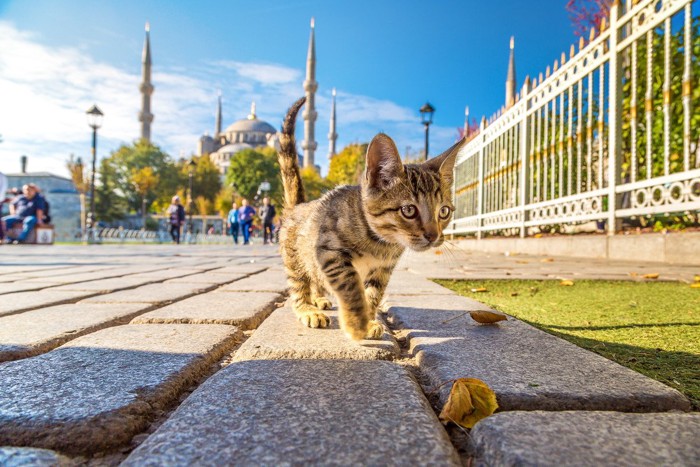 イスタンブールを散歩する猫