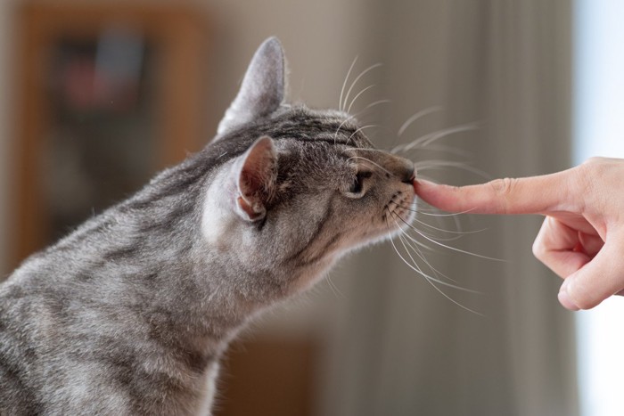指を嗅ぐ猫