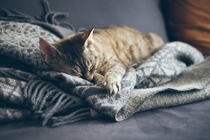 ソファーに置かれたブランケットの上で寝る猫