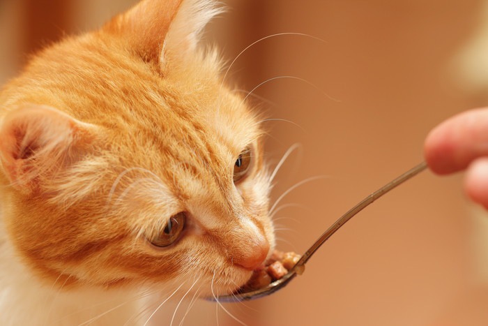 スプーンでフードを食べる猫の写真