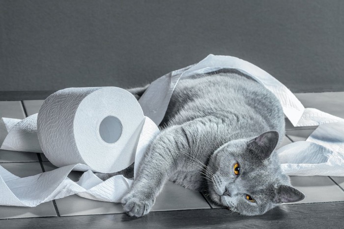 トイレットペーパーと横たわる猫