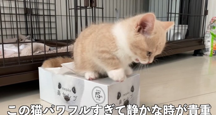 ティッシュ箱の上の猫
