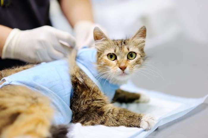 病院で術後服を着させられている猫