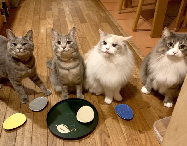 家の中で集まる猫たち