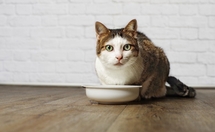 餌の皿と猫