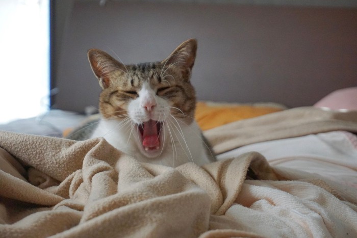 毛布の上であくびをする猫