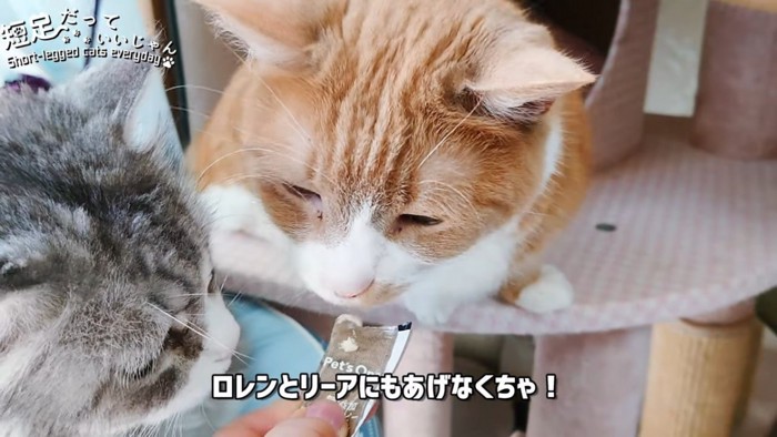 茶色の猫と灰色の猫