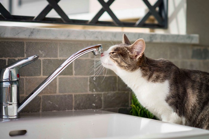 洗面台の水を飲む猫