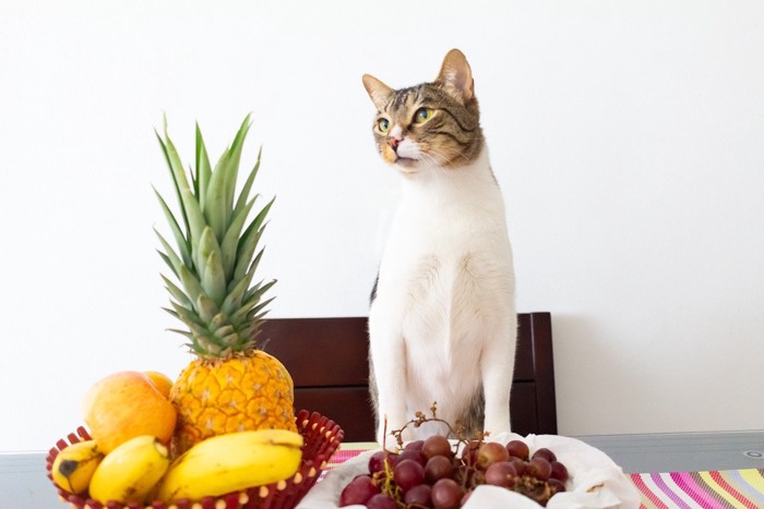 果物の横に立つ猫