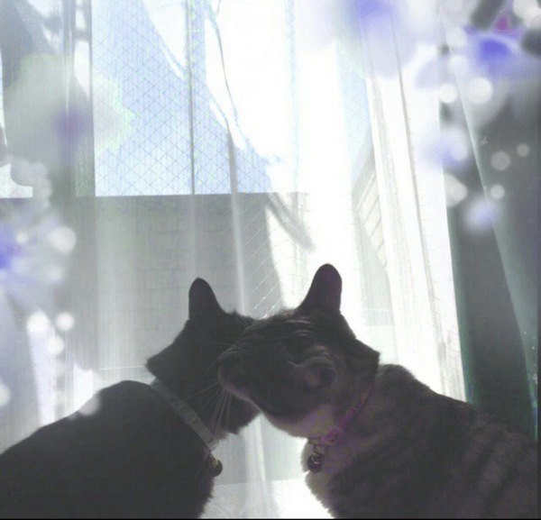 窓の前で顔を寄せ合う兄妹猫