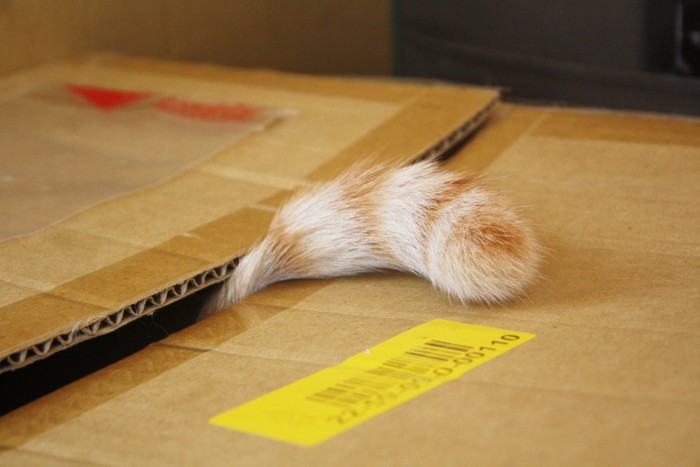 箱から出ている猫の尻尾