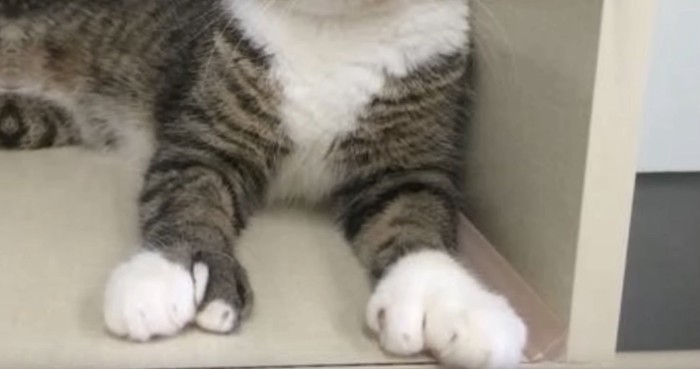 多指症の猫の前足