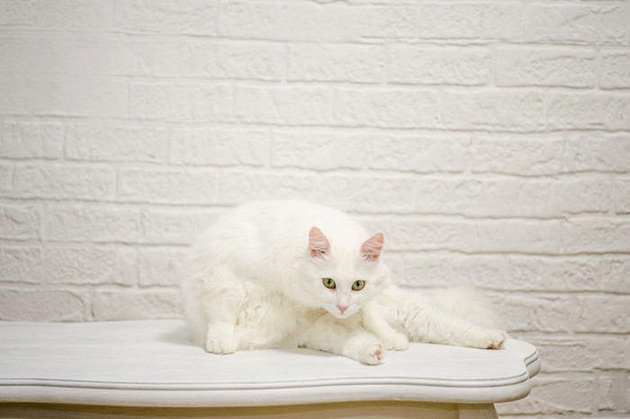 棚の上でくつろぐ白猫