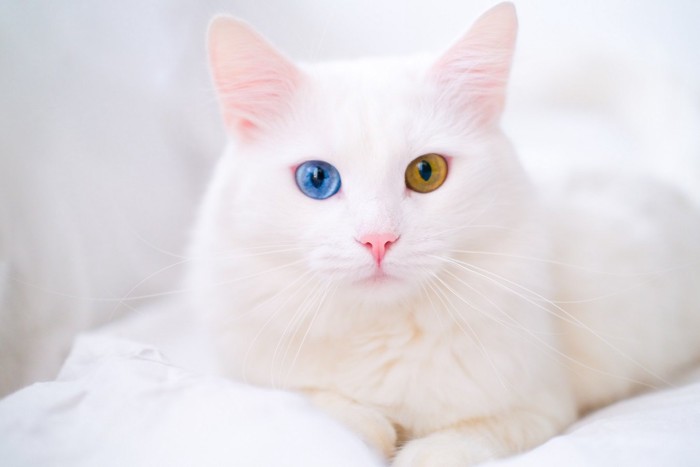 オッドアイの白い猫