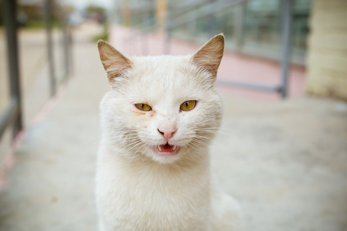 片目の周りが赤い白猫