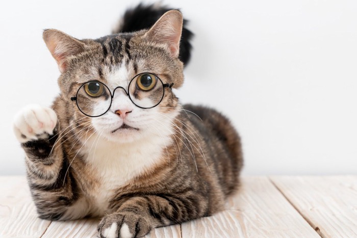 メガネをかける猫