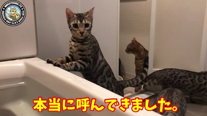 風呂場にいる複数の猫