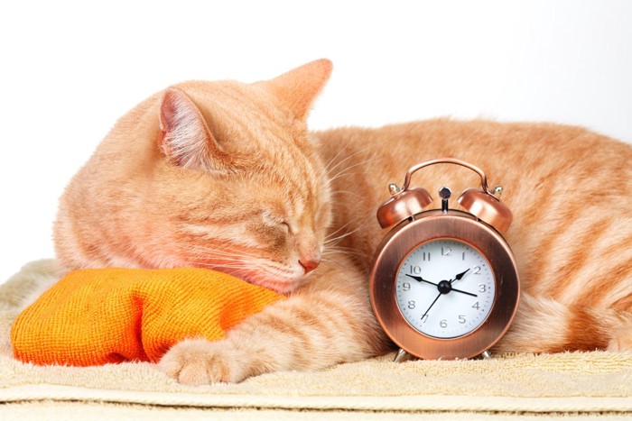 眠る猫と目覚まし時計