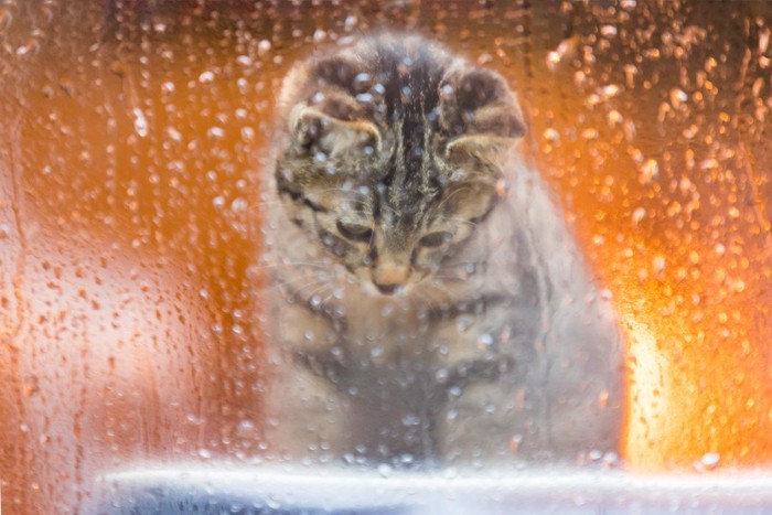 雨の窓際で座る猫
