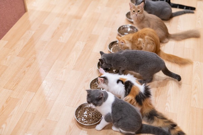 並んでごはんを食べる猫たち