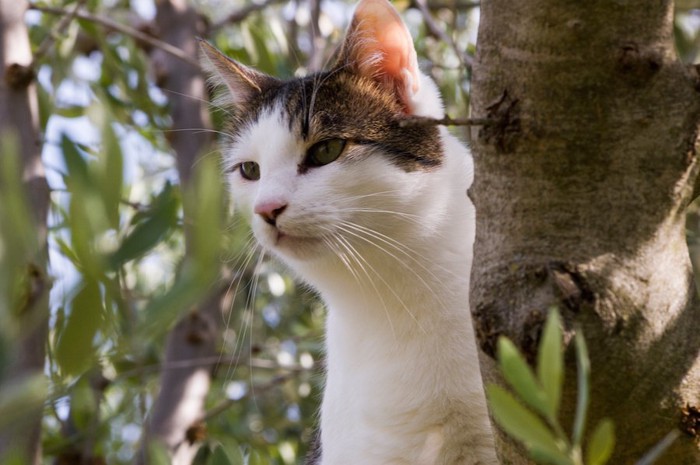 オリーブの木の上から下を見る猫