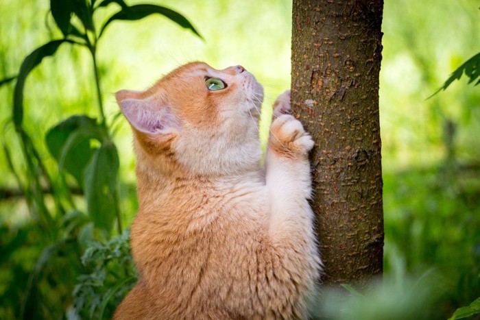 木の幹で爪とぎをする猫