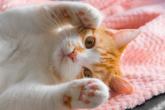 両手を上げる可愛い猫